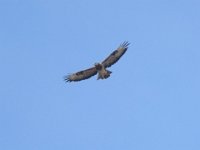 Maeusebussard (Buteo buteo) 13